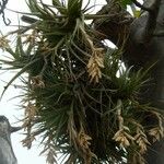 Tillandsia aeranthos 葉