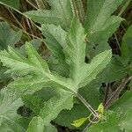 Heracleum sphondylium Hoja