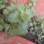 Mentha × rotundifolia ᱥᱟᱠᱟᱢ