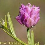 Polygala curtissii Flower