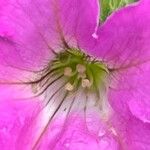 Petunia × atkinsiana Flor