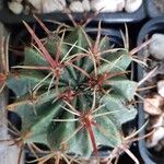 Ferocactus latispinusഇല