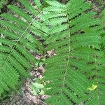 Osmunda claytoniana Folha