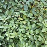 Pittosporum tenuifolium List