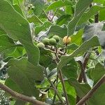 Solanum erianthum Fruit