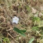 Convolvulus sagittatus Habit