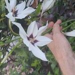 Gladiolus murielae Flower