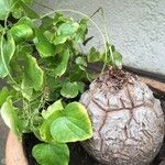 Dioscorea elephantipes Fuelha