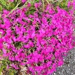 Phlox subulataΛουλούδι