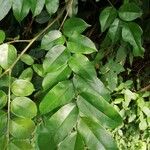 Pterocarpus soyauxii Levél