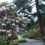 Rhododendron vernicosum Hábito