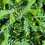 Selaginella stenophylla Лист