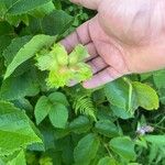 Corylus americana Foglia