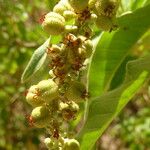 Croton flavens Fruit