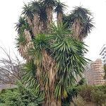 Yucca elephantipes Yaprak