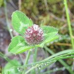 Trifolium glomeratum ഇല