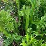 Microsorum punctatum Blatt