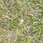 Centaurium littorale Flower