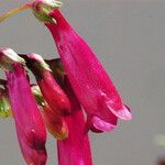 Penstemon eatonii Цвят