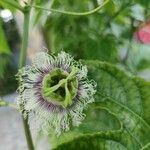 Passiflora edulis 花