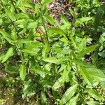 Epilobium lanceolatum Leaf