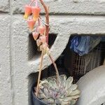 Echeveria elegansFlor