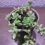 Sedum hemsleyanum