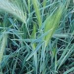 Hordeum murinumᱡᱚ