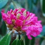Rhododendron lanigerum