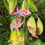 Clerodendrum trichotomumफल