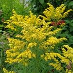 Solidago canadensisFlower