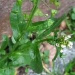 Capsella bursa-pastoris Leaf