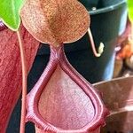 Nepenthes alata Floare