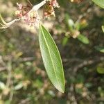 Phillyrea angustifolia Leaf