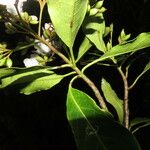 Cordia megalantha Leaf