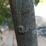 Celtis australis 樹皮