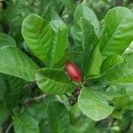 Synsepalum dulcificum Fruit