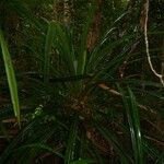 Pandanus clandestinus Hábito