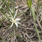 Leucocrinum montanum Flower