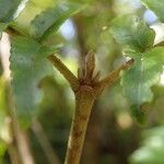 Cunonia austrocaledonica 叶