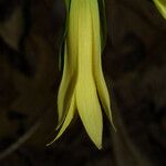 Uvularia perfoliata Blomma