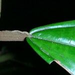 Miconia pterocaulon Bark
