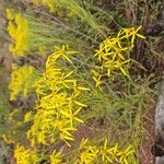 Senecio spartioides Цвят