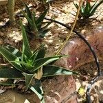 Aloe × delaetii অভ্যাস