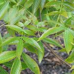 Carya pallida Leaf