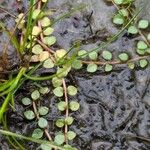 Lysimachia tenella Blatt