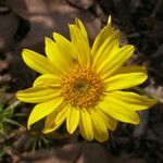 Coreopsis maritima