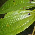 Miconia affinis Leaf