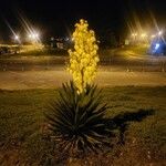 Yucca aloifolia പുഷ്പം