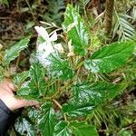 Begonia acutifolia Liść